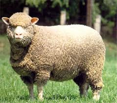 Меринос - овца