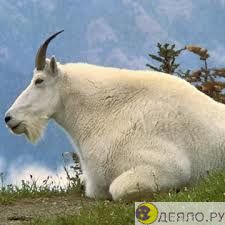 Кашемир - горная коза