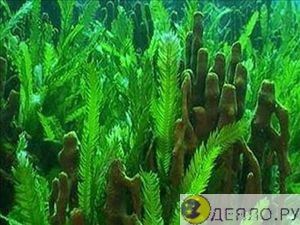 Морские водоросли - сила океана