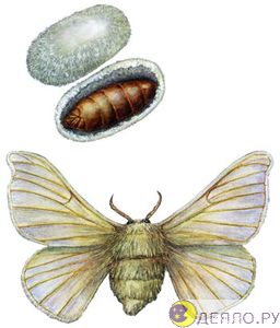 Шелкопряд - бабочка